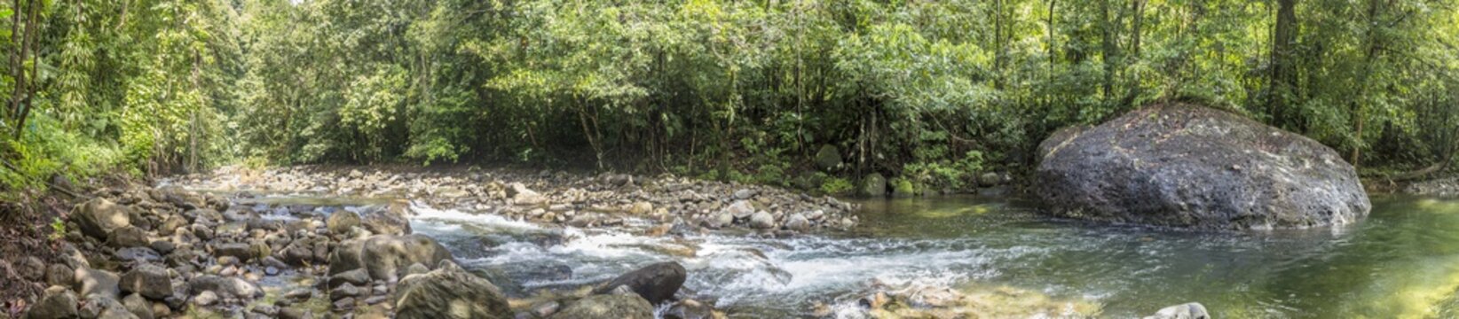 Trees And Creek In The Wild Jungle Of Dominica