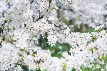 Spring background with cherry flowers. 