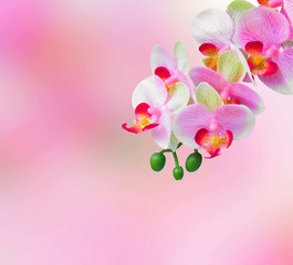 Fototapeta na wymiar Pink orchid flowers background