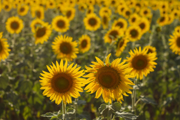 Obraz premium two sunflowers