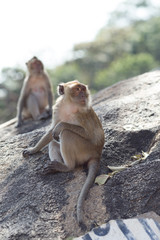 Monkey natural background