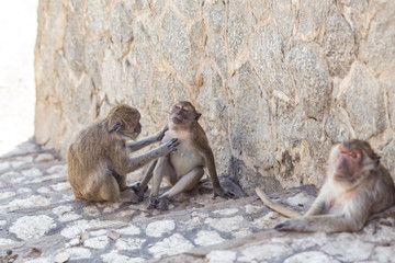 Monkey background, natural hair care.