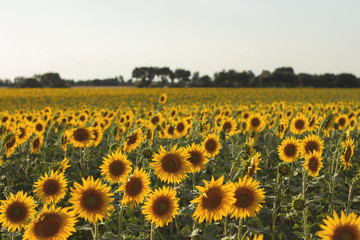 Obraz premium sunflowers field