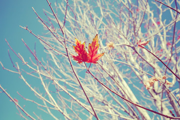 Retro stylized image of last leaves on a tree, selective focus, nature background.
