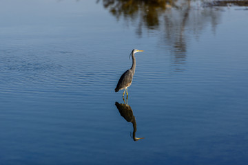 Heron Reflection