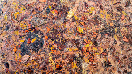 texture molded husk pine residues