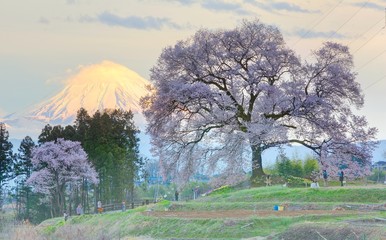 Sunset view of giant Wanitsuka Sakura (a 300 year old cherry tree) on the hillside with snow-capped...
