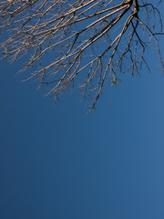 Leafless tree branches
