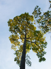 Obraz premium big trees