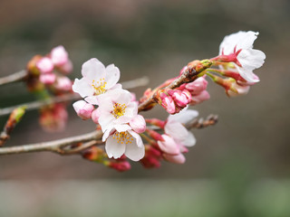 Sakura. Cherry Blossom in Springtime. Beautiful Pink Flowers
