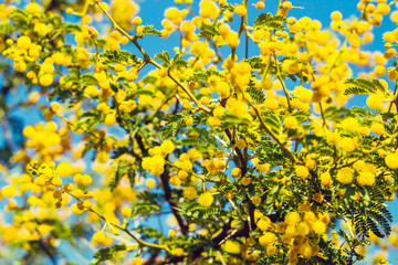 Naklejka na ściany i meble Yellow mimosa branch against bright blue sky