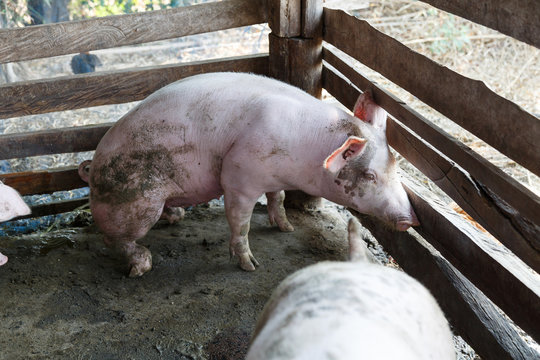 Pig farmer at countryside