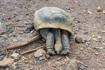 Giant turtle resting in tropical park