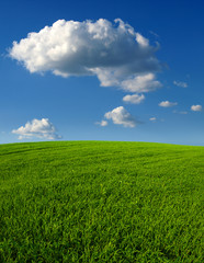 Wheat field against a blue sky