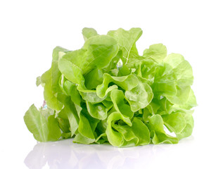 leaf lettuce close up on white.