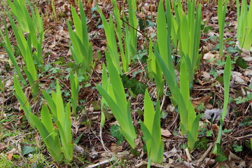 Jeunes plants d'iris sortant de terre