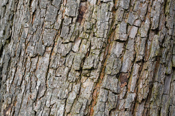 Tree bark background..