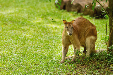 Relaxing male wallaby. Natural background with kangaroo in sunny day. Singapore