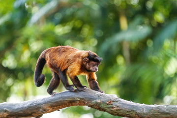Brown Capuchin monkey sits on tree. Singapore.