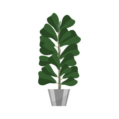 Ficus. Deciduous plant in flowerpot. House plant realistic icon for interior decoration . Coniferous plant in flowerpot. vector illustration