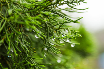 Natural background with coniferous tree branches. Raindrops on needles.