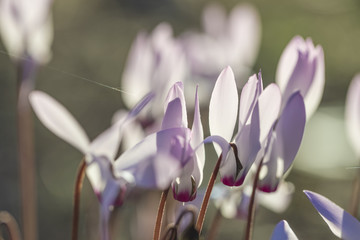 Closeup on cyclamen light lit white and purple flowers with out of focus green background 