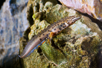 Common newt, Triturus vulgaris