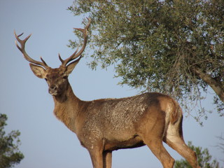 Ciervo salvaje al aire libre