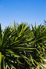 Palmenblätter vor blauem Himmel