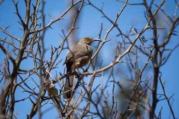 El pájaro en la rama mira con cautela.