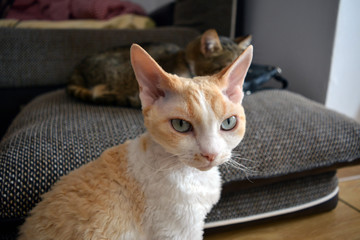 A beautiful Devon Rex cat