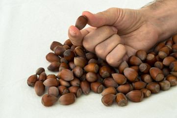 Man hand holding a raw hazelnut