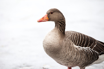 Graugans, Anser anser