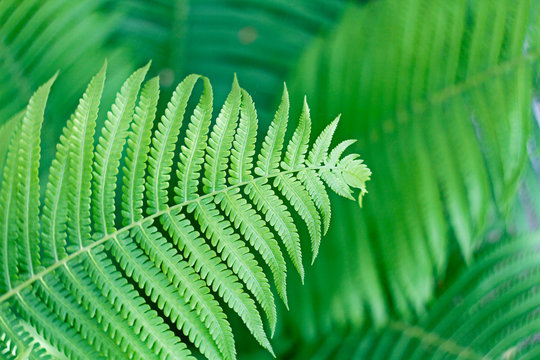 Green fern as a background, close-up.