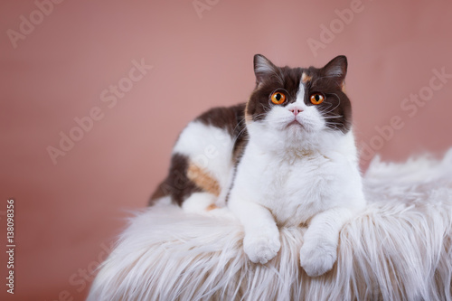 Bildschöne Britisch Kurzhaar Glückskatze Stock Photo And