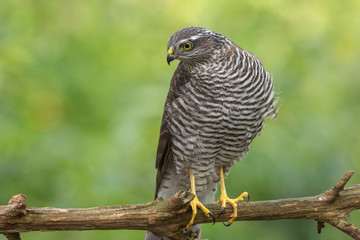 European Sparrowhawk