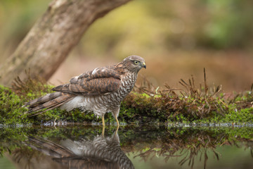 European Sparrowhawk
