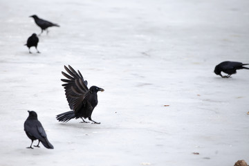 Rabenkrähe, Corvus corone