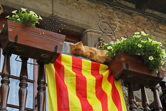The cat lies on a balcony with white petunias and Catalan flag in Rupit (Catalonia, Spain)