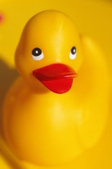 Yellow plastic duck