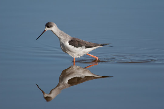 Junger Stelzenl&auml;ufer im Naturpark Albufer auf Mallorca mit sch&ouml;ner Spiegelung im Wasser