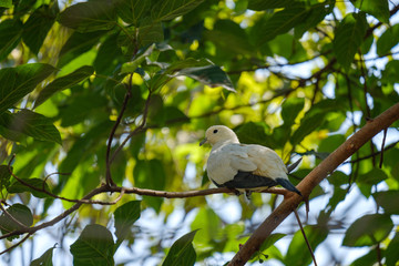 Bird on branch.