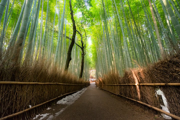 The walking paths that cut through the Bamboo Grove Locate in Arashiyama District in Kyoto, Japan 