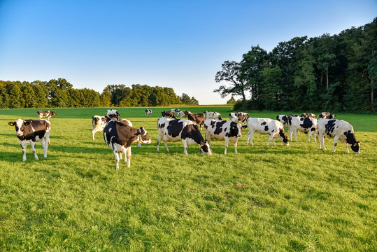 Eine Herde K&uuml;he im Abendlicht auf einer Weide
