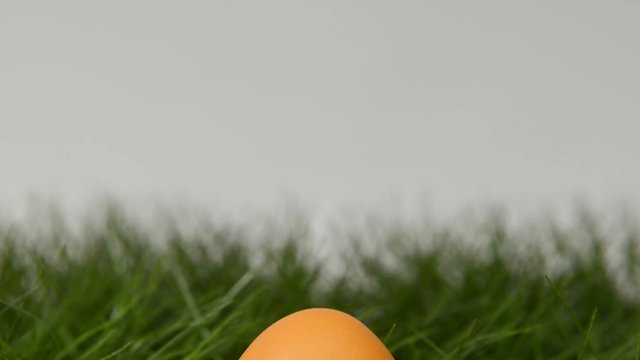 easter egg in grass