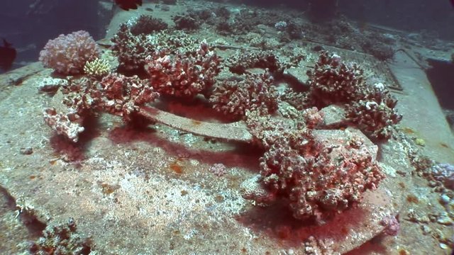 Corals on part of sunken ship Salem Express close up underwater in Red Sea. Extreme tourism on ocean floor in world of coral reefs, fish, sharks. Researchers of wildlife blue abyss. Deep diving.