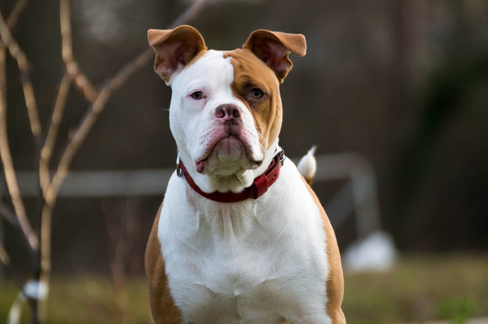 Chien Bouledogue Am&eacute;ricain