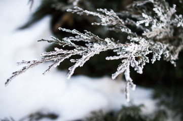 Iny on branches