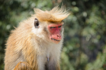 злая серьезная обезьяна с челкой 