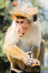 Обезьяна с челкой кушает печенье 